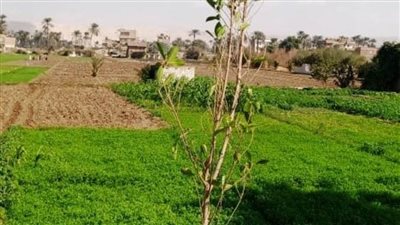 زراعة أكثر من 22 ألف شجرة خلال 20 يوما بسوهاج