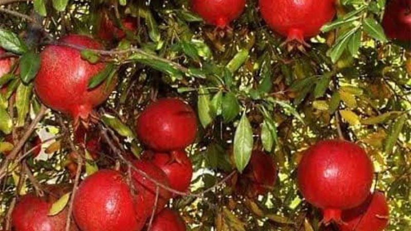 مزارع الرمان