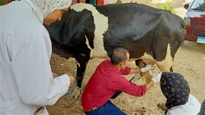 بيطري أسيوط ينظم قوافل مجانية ضمن مبادرة حياة كريمة 