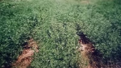 محطة البحوث الزراعية تؤكد دور المحاصيل العلفية في التنمية الزراعية