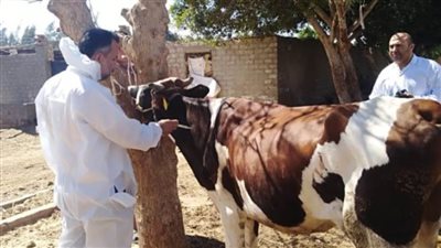 الغربية: تحصين 232 ألفًا و801 من الماشية ضد الحمى القلاعية وحمى الوادي المتصدع