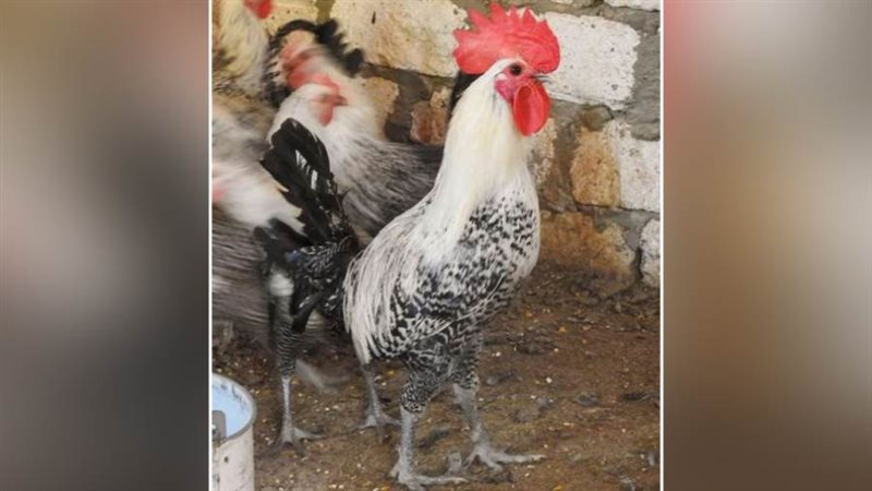 الدجاج الفيومى بلونه