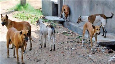 حملة للقضاء على الكلاب الضالة في العريش