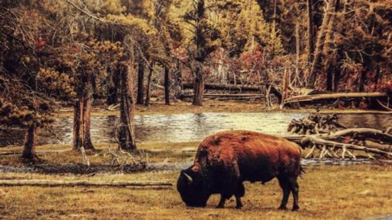 غابة بياوفيجا