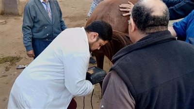 قافلة بيطرية مجانية بقرية ريفا بمركز أسيوط لتقديم الرعاية والاستشارات الطبية للمربين