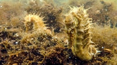 بلجيكا.. إصابة فرسي نهر بكورونا