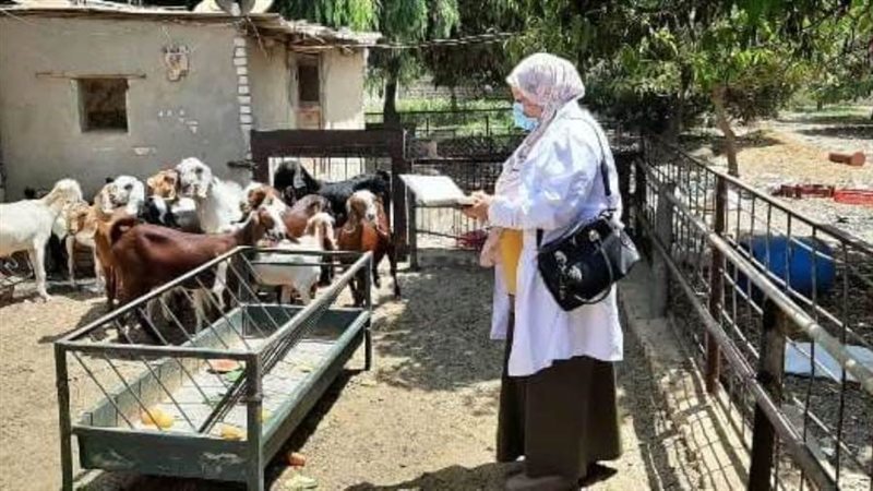 خلال التقصي الوبائي