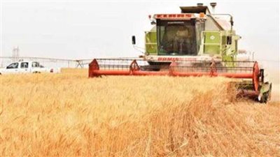 زراعة 14 ألفا و270 فدانًا من القمح في دمياط