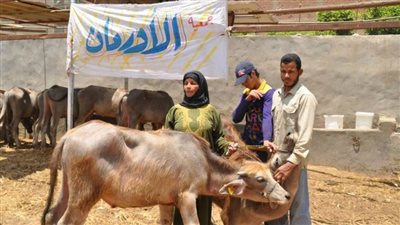 الأورمان توزع رؤوس ماشية على الأسر الأولى بالرعاية بأبوقرقاص 