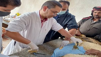 جامعة مطروح: الكشف على 124 حالة مرضية خلال قافلة بيطرية 