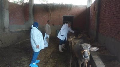 لجان لتحصين الماشية بالقاهرة ضد القلاعية والوادى المتصدع