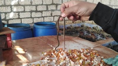 العثور علي ثعبان داخل برميل طرشي وصودا كاوية بأسيوط 
