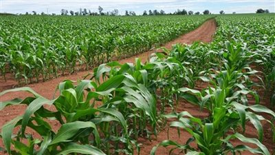 خطة متكاملة للحفاظ على المحاصيل الزراعية من التقلبات الجوية