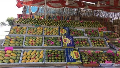 خطة لتأهيل الأراضي ومزارع المانجو بالإسماعيلية لتحسين الإنتاجية