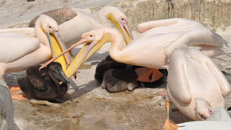 صورة ارشيفية