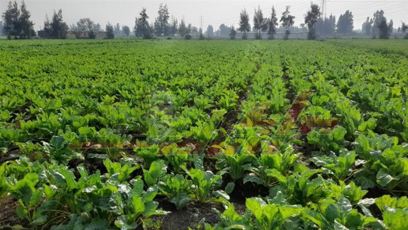 محصول البنجر