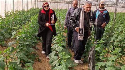 زراعة الإسماعيلية تحذر من شراء البذور المهربة.. وتؤكد توافر أخرى معتمدة من مشاتلها