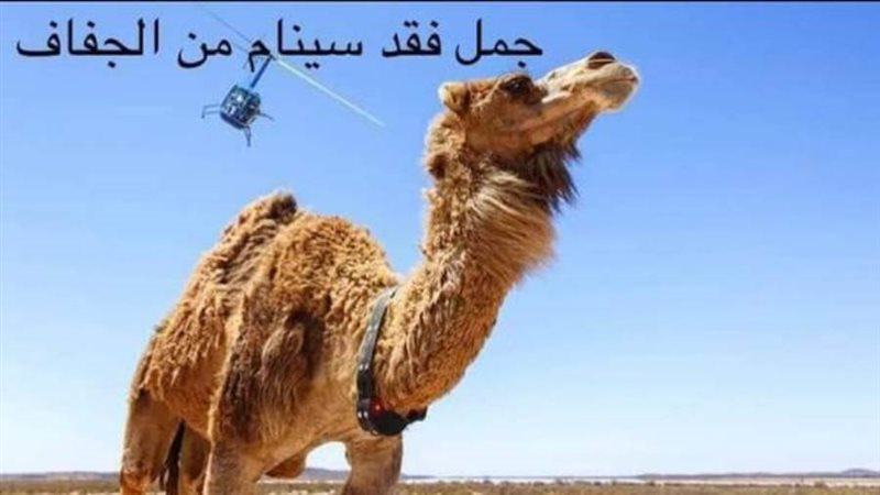 إبل فقدت سنامها من