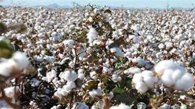 ماركة مصرية عالمية قريبًا.. 15 معلومة عن خطة الدولة لاستعادة الريادة 