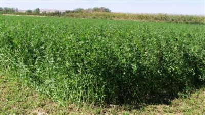 البرسيم المصري يتربع على عرش المحاصيل العلفية الشتوية     