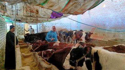 تحصين 230 ألف رأس ماشية ضد الحمى القلاعية بكفر الشيخ