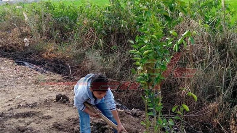 زراعة الأشجار