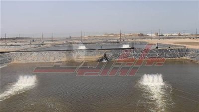 تعرف على الخطوات الصحيحة لحماية الأسماك من موجات البرد الشديدة 