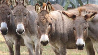 النيابة تقرر حبس 3 متهمين في واقعة العثور على حمير 