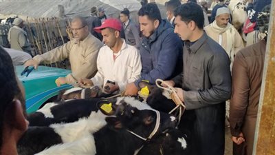 محافظة الإسكندرية تحصد المركز الثاني في تحصين الماشية ضمن الحملة القومية الثانية