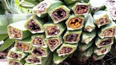 نزيف الموز.. مرض قاتل ينتشر في شرق آسيا