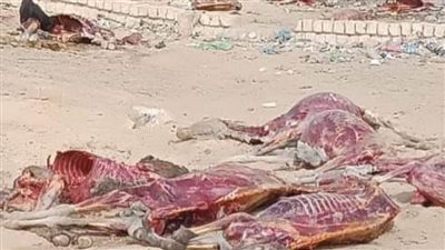 العثور على 16 حمارا مذبوحا ومسلوخ الجلد بقرية أبو صير بالواسطى 