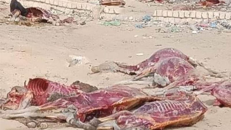حمارا مذبوحا ومسلوخ