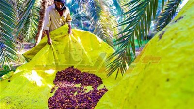 بالصور.. حصاد البلح من واحة الخير..سيوة