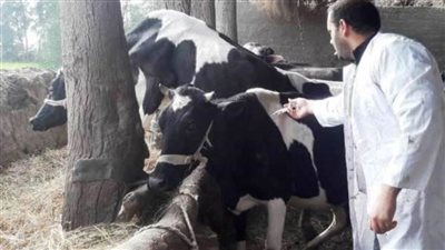 بيطري الشرقية يحصن 280 ألف رأس ماشية للحفاظ على الثروة الحيوانية 