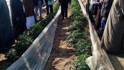 زراعة الشرقية تنفذ مدرسة حقلية إرشادية عن محصول الطماطم بالصالحية الجديدة 