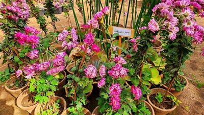 رئيس جامعة المنيا يفتتح معرض 