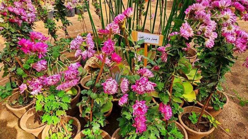 مشتل جامعة المنيا