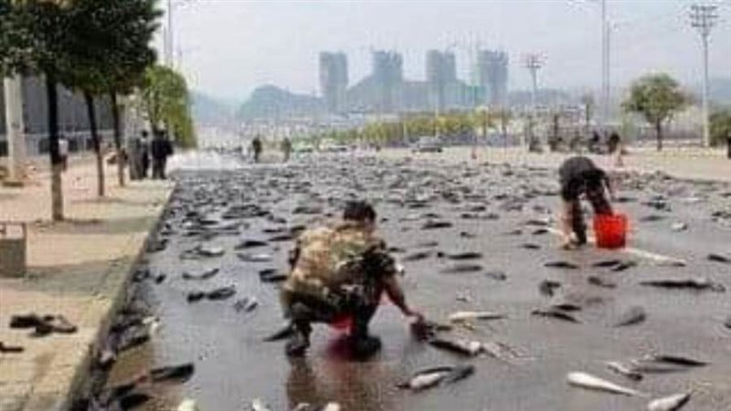 أسماك سقطت مع المطر