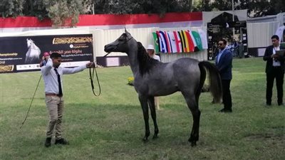 الخيول العربية المصرية تتنافس على جوائز الأجمل بالشرقية قريبًا 