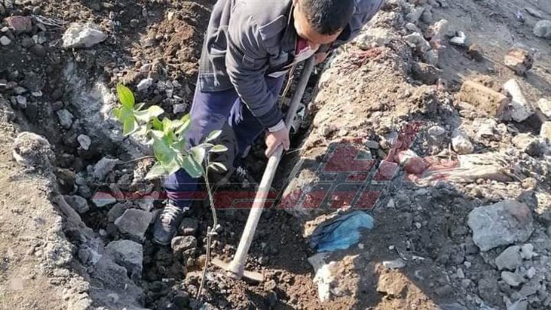 زراعة الأشجار