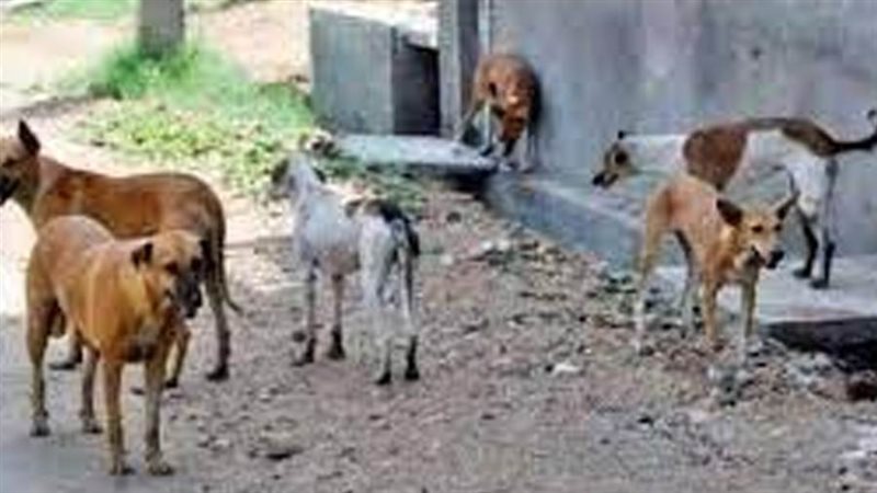 الكلاب الضالة