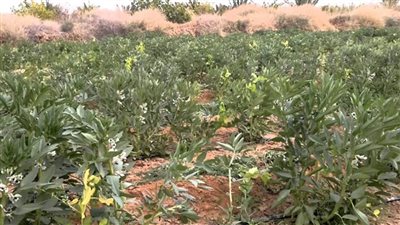 زراعة 1110 أفدنة فول وعدس في دمياط