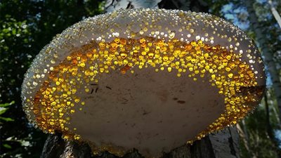 شاهد|  الخيال العلمي يتحول إلى واقع.. فطر قاتل يحول الحشرات إلى 