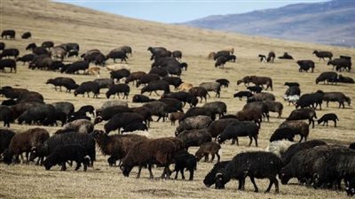 تنزانيا.. نفوق أكثر من 62 ألف رأس من الماشية جراء الجفاف