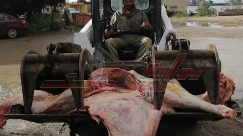 أثناء إعدام اللحوم