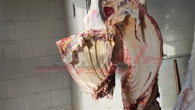 إعدام لحوم جاموسة تزن 400 كيلو بعد التأكد من مرضها بمجازر كفر الشيخ