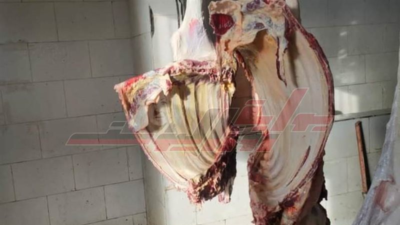 لحوم الجاموسة المريضة