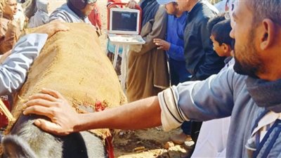 محافظ أسيوط: استمرار القوافل البيطرية بالقرى وقافلة بيطرية مجانية تستهدف قرية بوق بمركز القوصية