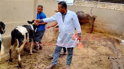 السبت القادم.. إطلاق الحملة القومية لتحصين المواشي بكفر الشيخ