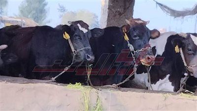 غدًا.. إطلاق الحملة القومية لتحصين المواشي بكفر الشيخ